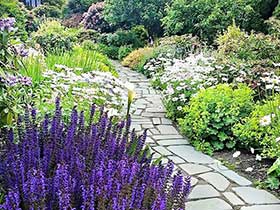 Woodland path (facing east) - tumbled sand-set Pennsylvania bluestone, accent planting of Shasta daisy, Salvia ‘May knight’, Lonicera ‘Lemon beauty’.