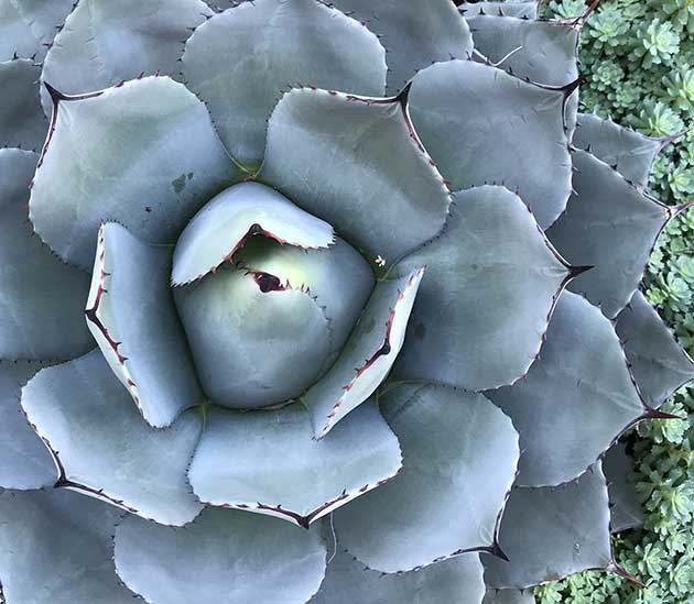 Donphilita project, Agave plant