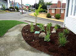 The view from the front stoop, part one: grasses, blueberries, yews, and Gingko. The view from the front stoop, part one: grasses, blueberries, yews, and Gingko.