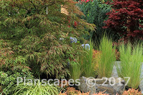 Japanese maples, shrubs and ornamental grasses add color and textural interest.